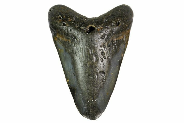 Bargain, Fossil Megalodon Tooth - North Carolina #153107